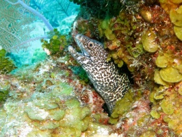 36 Spotted Moray Eel IMG 3196